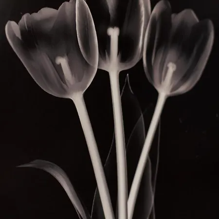 Txurruka - Baskeyrentals * Mutriku